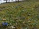 Фото: Весна прийшла в Полтаву посеред лютого – зацвіли проліски (ФОТО)