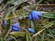Фото: Весна прийшла в Полтаву посеред лютого – зацвіли проліски (ФОТО)