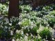 Фото: У Полтаві квітнуть підсніжники (ФОТО)