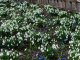 Фото: У Полтаві квітнуть підсніжники (ФОТО)