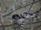Фото: У полтавський дендропарк повернули лебедів (ФОТО)