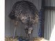 Фото: Полтавські натуралісти чекають на страусят і приручають асканійських поні (ФОТО)