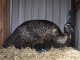 Фото: Полтавські натуралісти чекають на страусят і приручають асканійських поні (ФОТО)