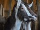 Фото: «Урятувати всіх коней усього світу» – ідея притулку для тварин «Пегас» (ФОТО, ВІДЕО)