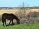 Фото: «Урятувати всіх коней усього світу» – ідея притулку для тварин «Пегас» (ФОТО, ВІДЕО)