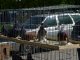 Фото: У Полтаві проходить виставка-продаж свійських тварин (фоторепортаж)