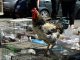 Фото: У Полтаві проходить виставка-продаж свійських тварин (фоторепортаж)