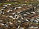Фото: У Полтаві на берег одного із ставків викинуло кілька сотень дохлої риби