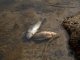 Фото: У Полтаві на берег одного із ставків викинуло кілька сотень дохлої риби