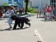 Фото: У Полтаві влаштували виставку собак (ФОТО)