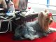 Фото: У Полтаві влаштували виставку собак (ФОТО)